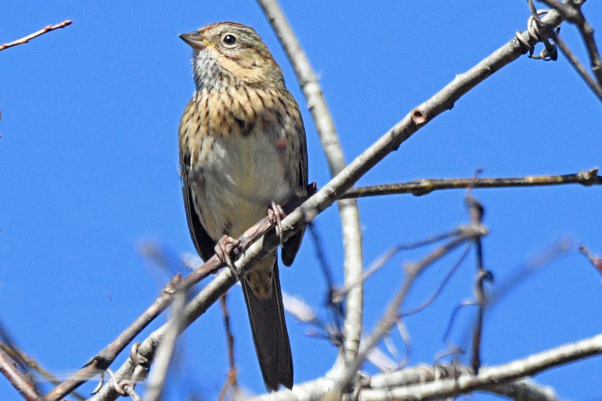 Lincoln's Sparrow - ML643586065