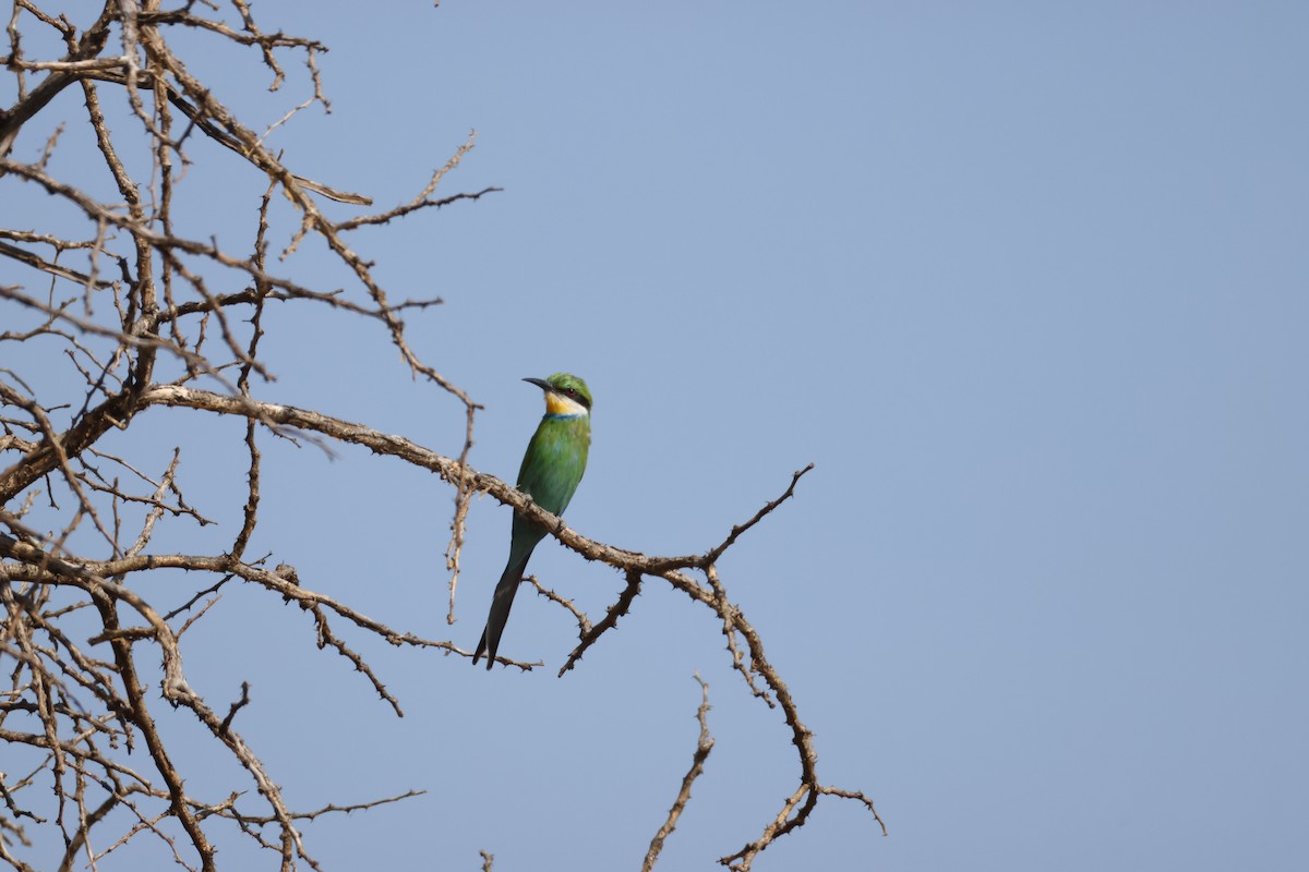 Swallow-tailed Bee-eater - ML643586073