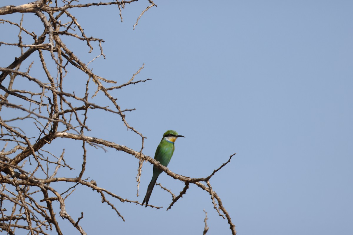 Swallow-tailed Bee-eater - ML643586074