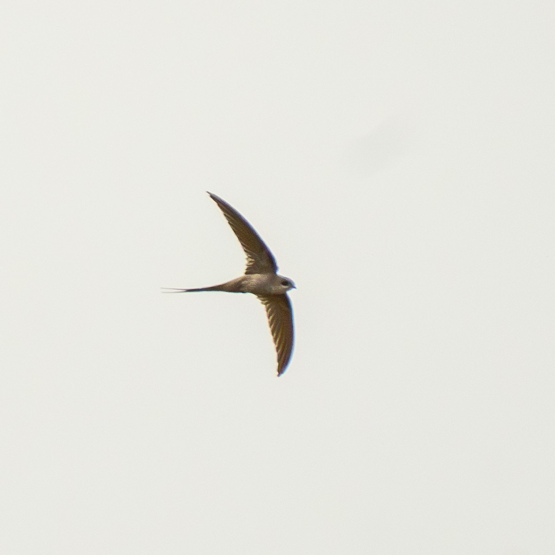 African Palm Swift - ML643586075