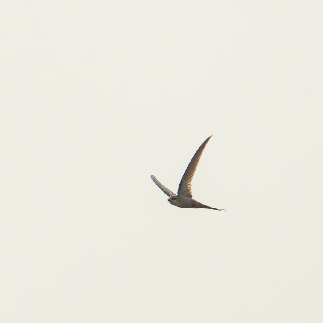 African Palm Swift - ML643586076