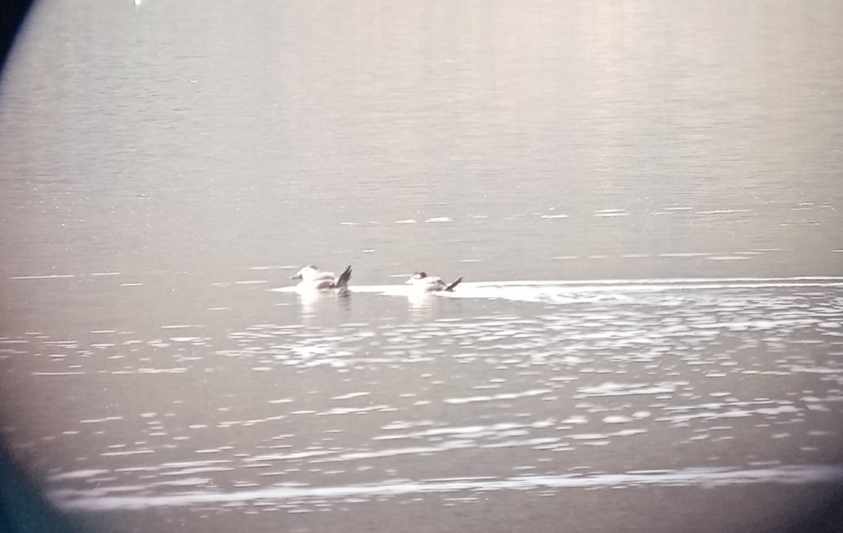 White-headed Duck - ML643586077