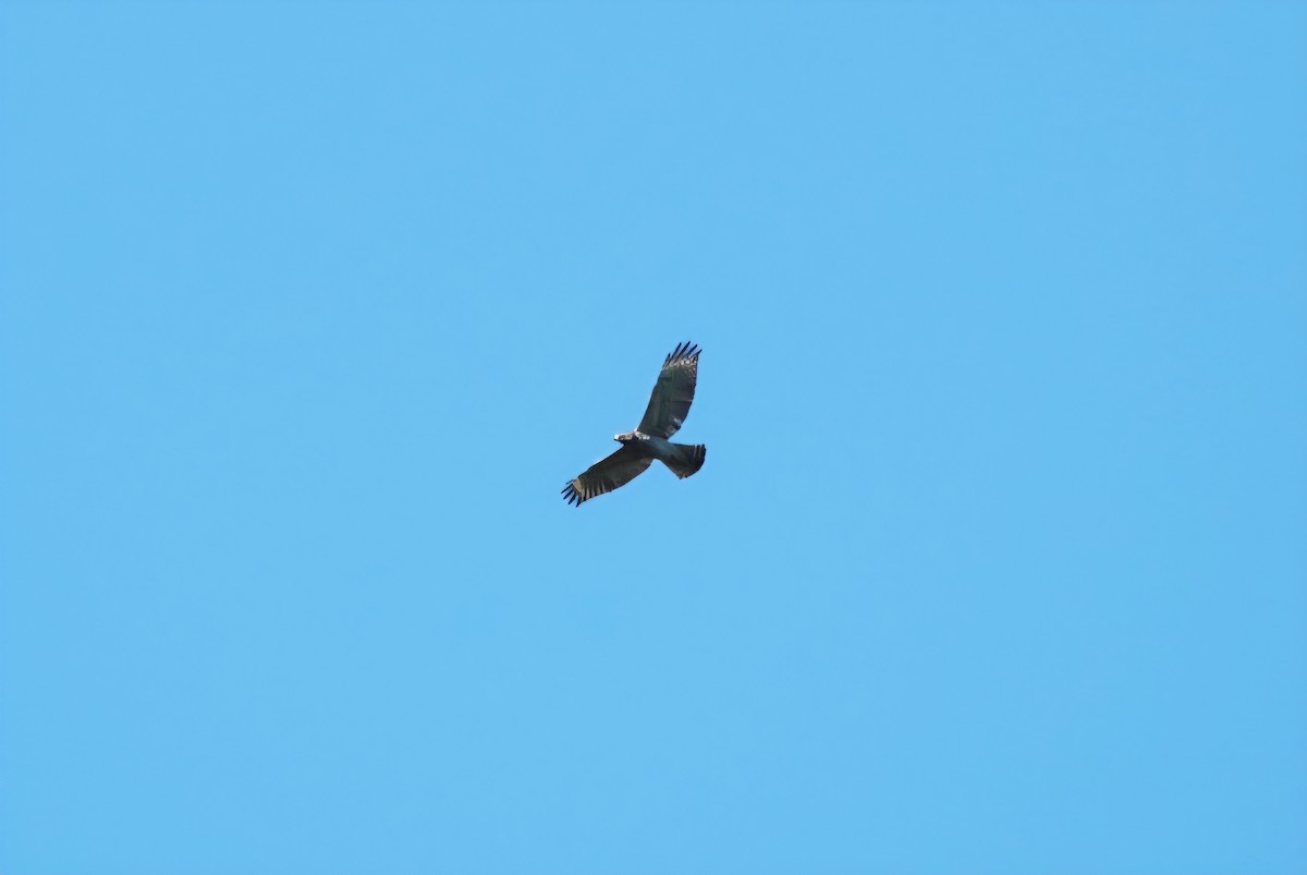 Red-shouldered Hawk - ML643586078