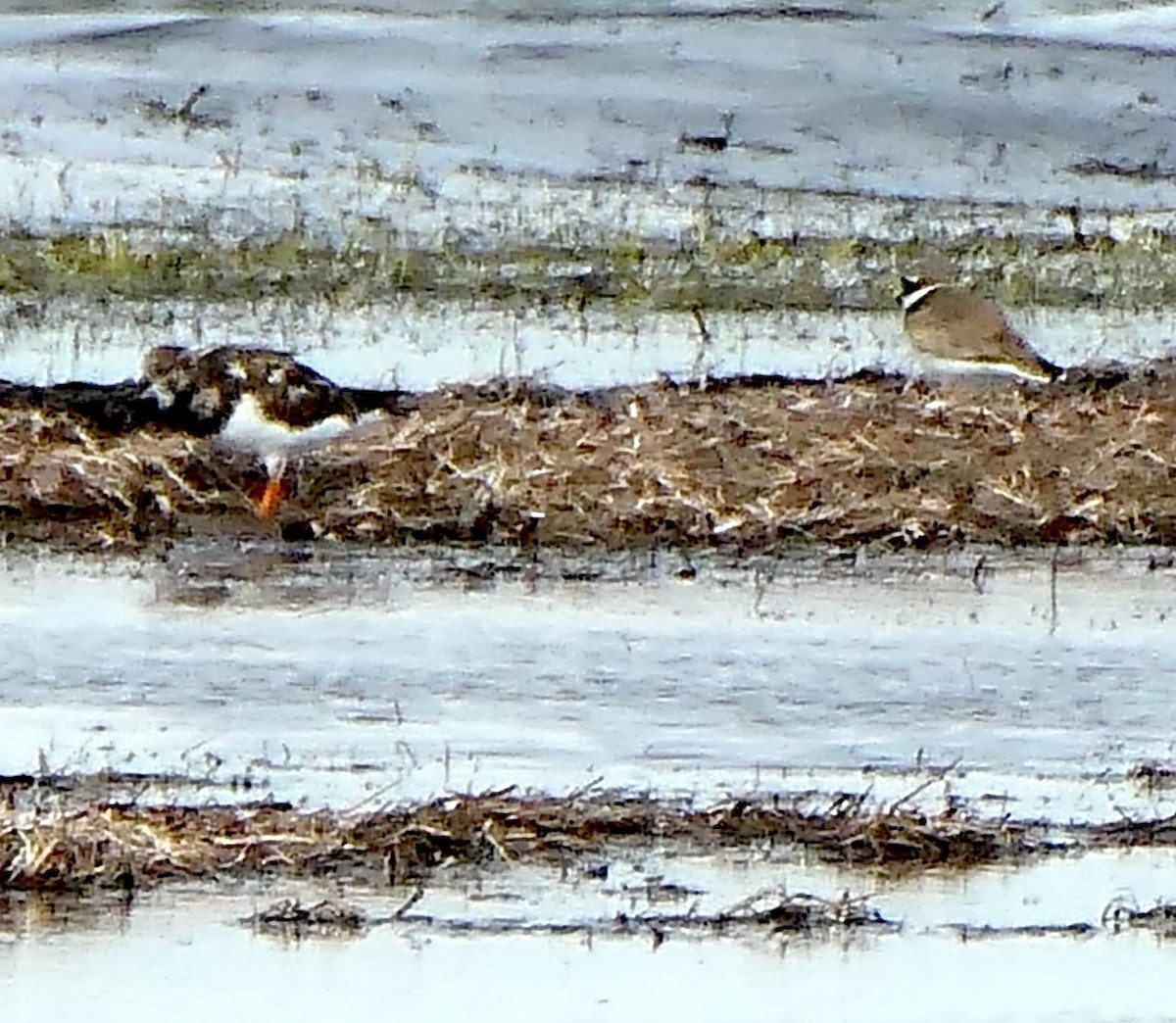 Harri-iraulari arrunta - ML643586080