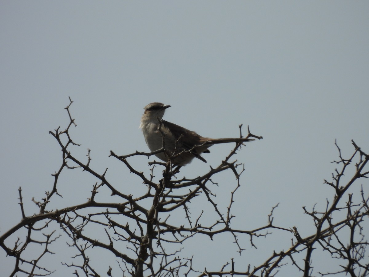 Chalk-browed Mockingbird - ML643586084