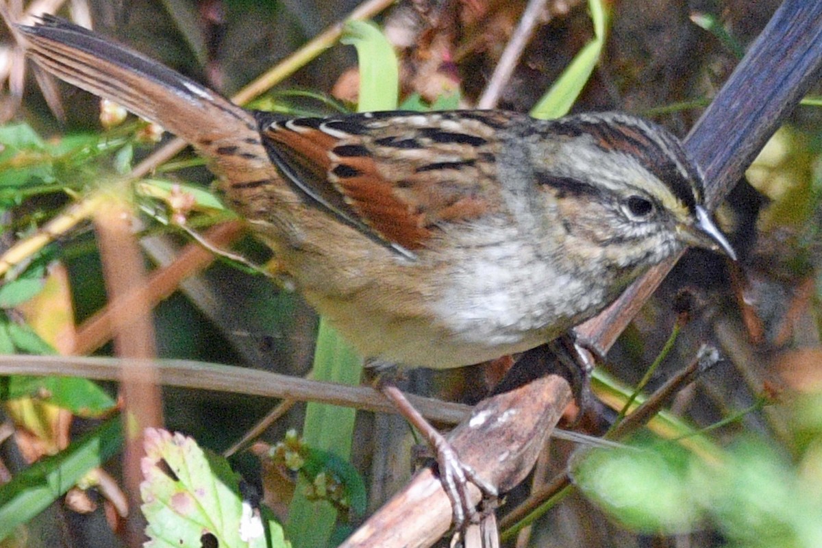 Swamp Sparrow - ML643586085