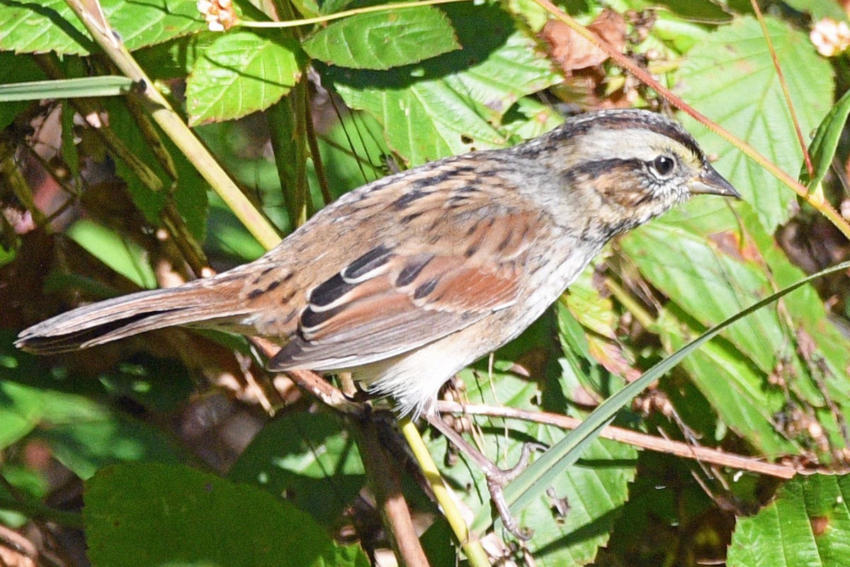 Swamp Sparrow - ML643586097