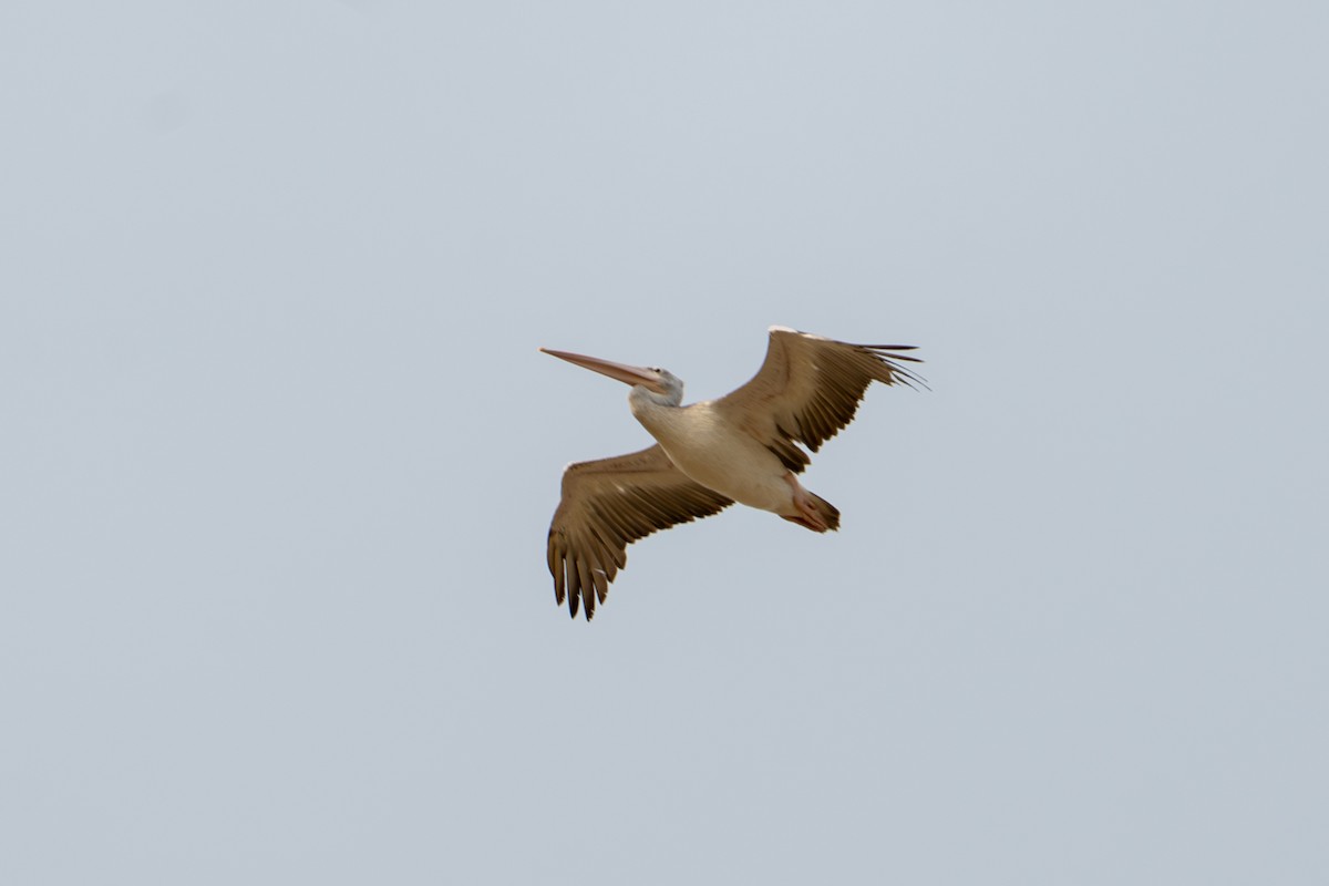 Pink-backed Pelican - ML643586104