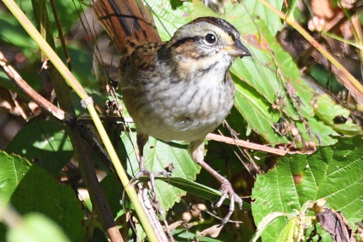 Swamp Sparrow - ML643586106