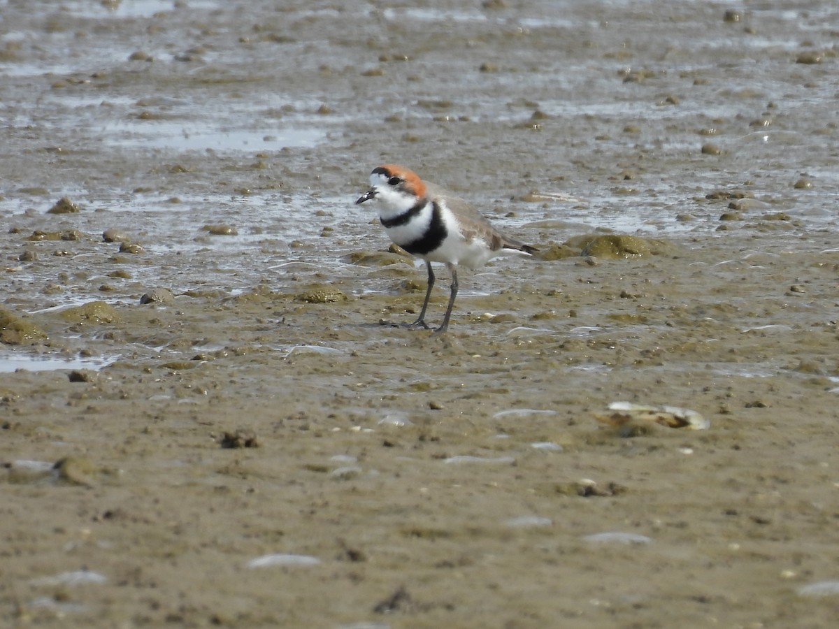 Two-banded Plover - ML643586110