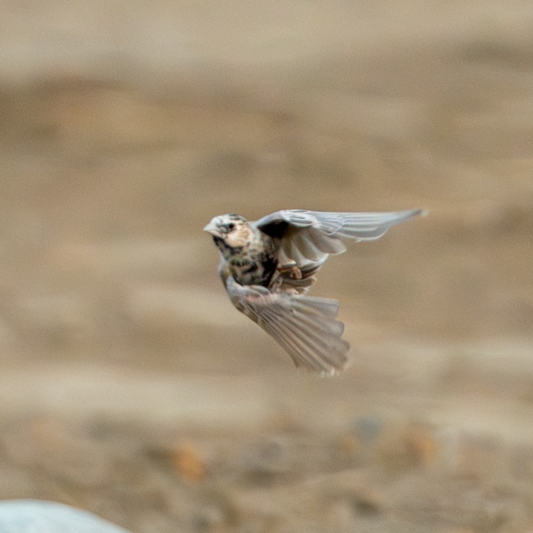 Black-crowned Sparrow-Lark - ML643586115