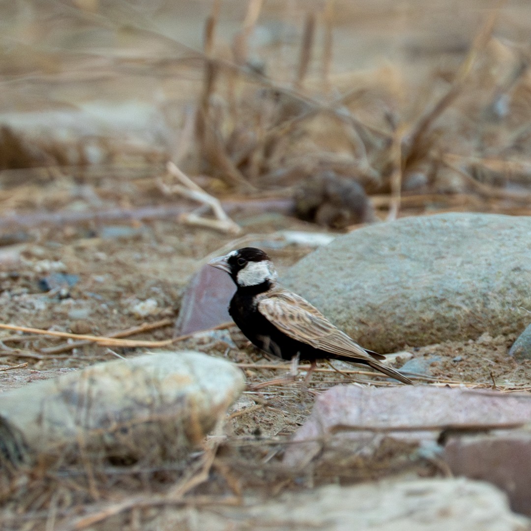 Black-crowned Sparrow-Lark - ML643586116