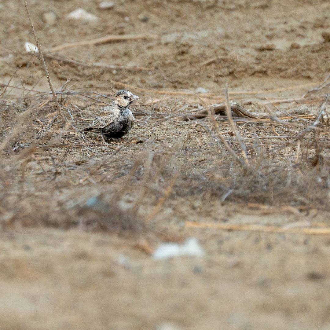 Black-crowned Sparrow-Lark - ML643586117