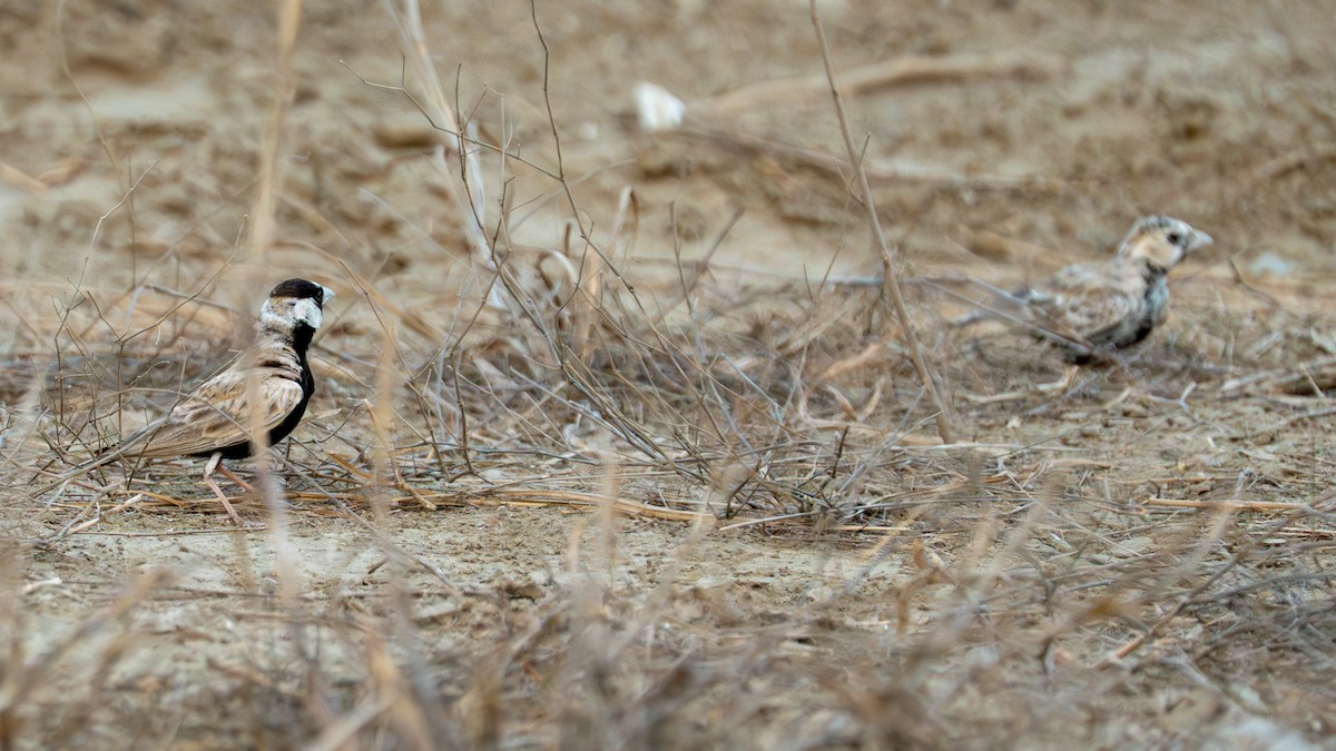 Black-crowned Sparrow-Lark - ML643586118
