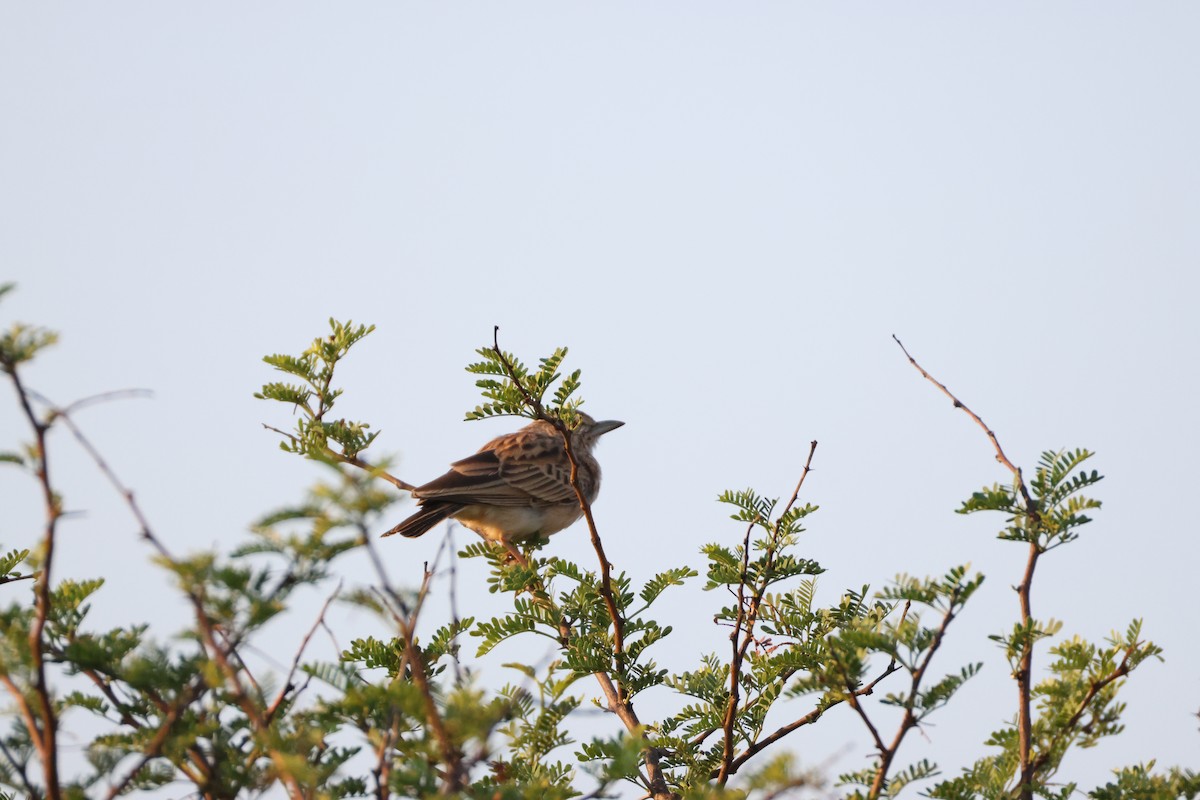 Sabota Lark - ML643586124