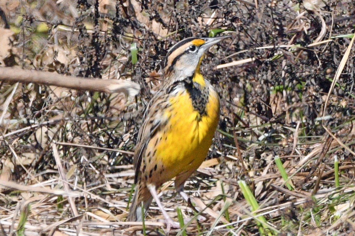 Eastern Meadowlark - ML643586126