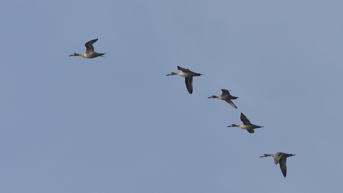 Northern Pintail - ML643586128