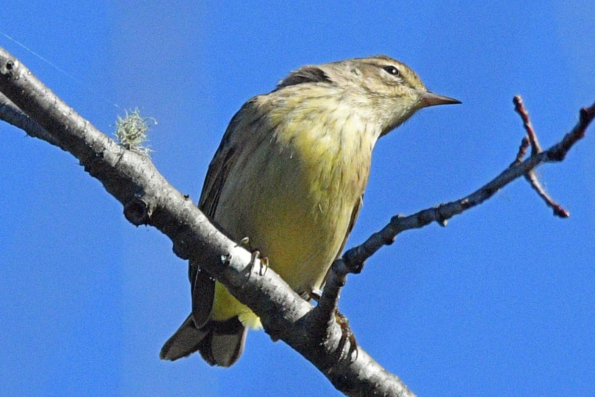 Palm Warbler - ML643586131