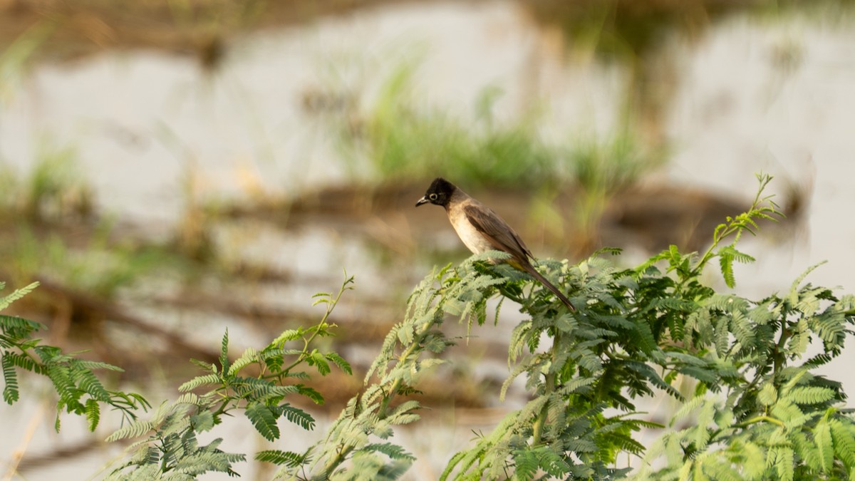 White-spectacled Bulbul - ML643586132