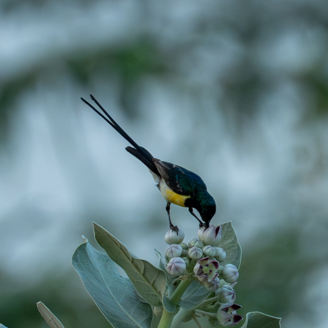 Nile Valley Sunbird - ML643586137