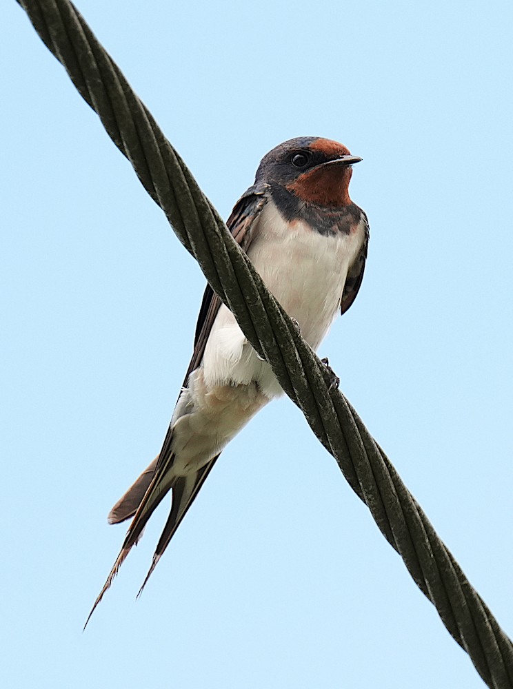 Barn Swallow - ML643586149