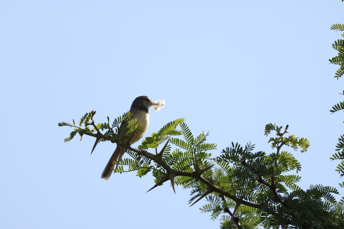 Black-chested Prinia - ML643586155
