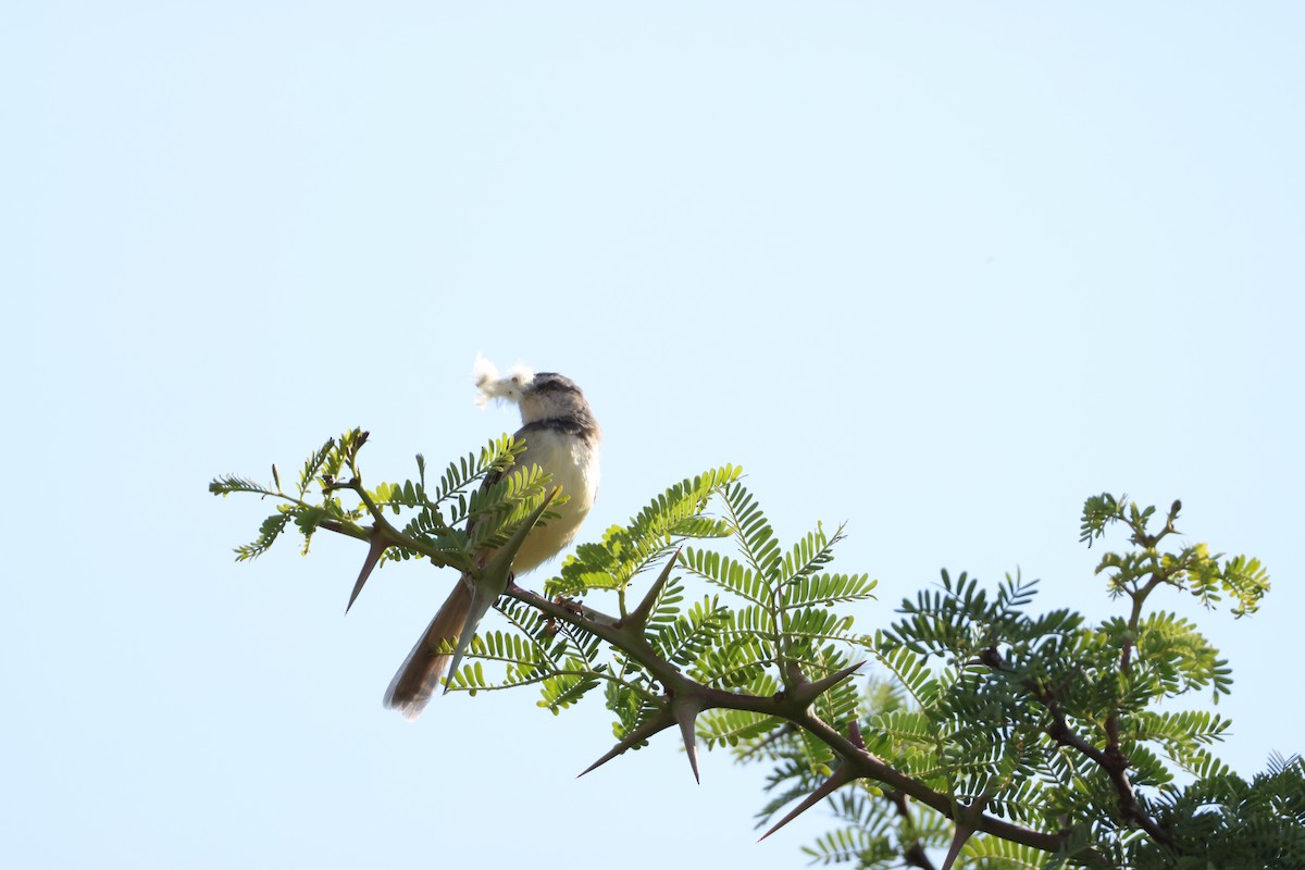 Black-chested Prinia - ML643586156