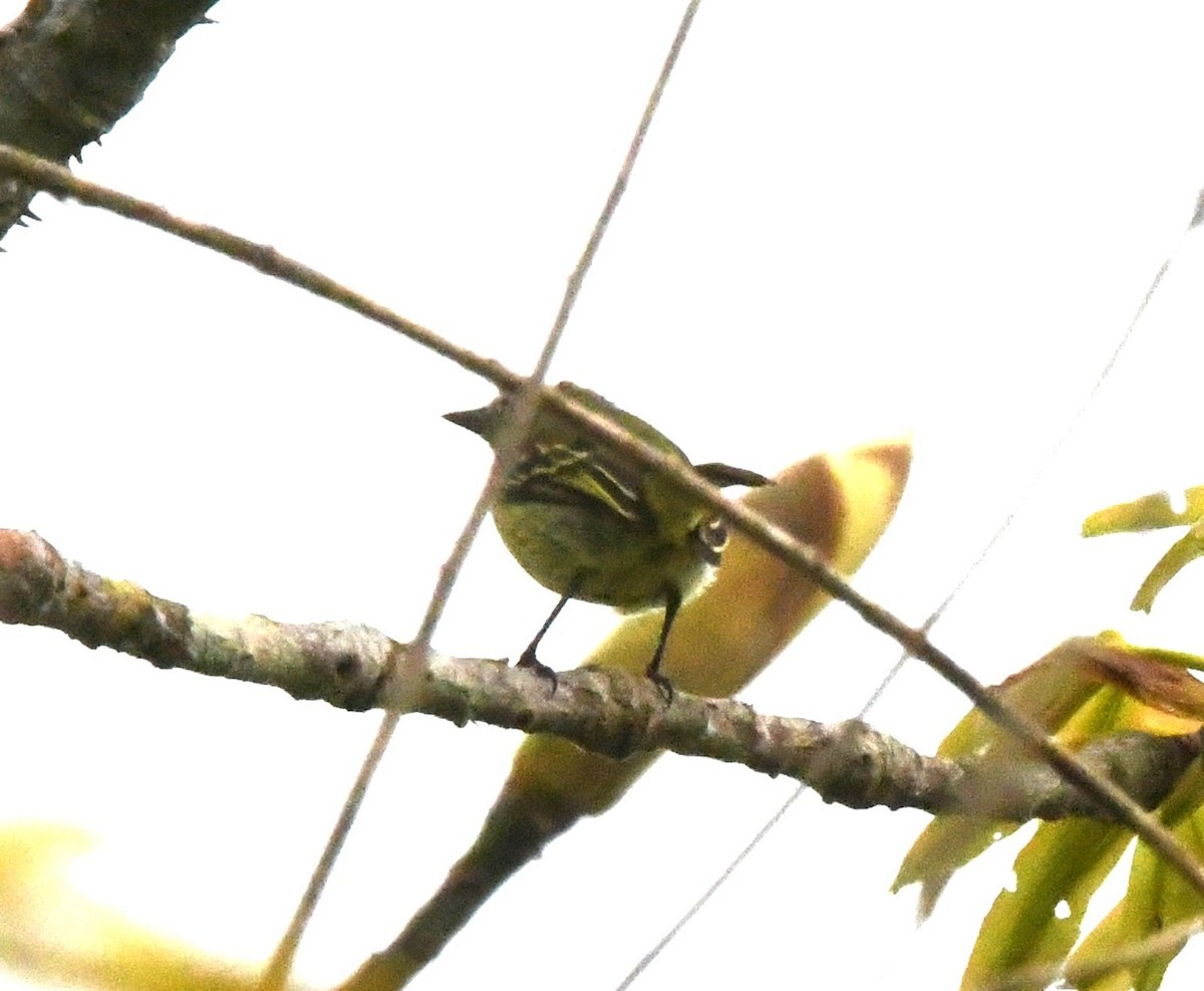Yellow-browed Tody-Flycatcher - ML643586164