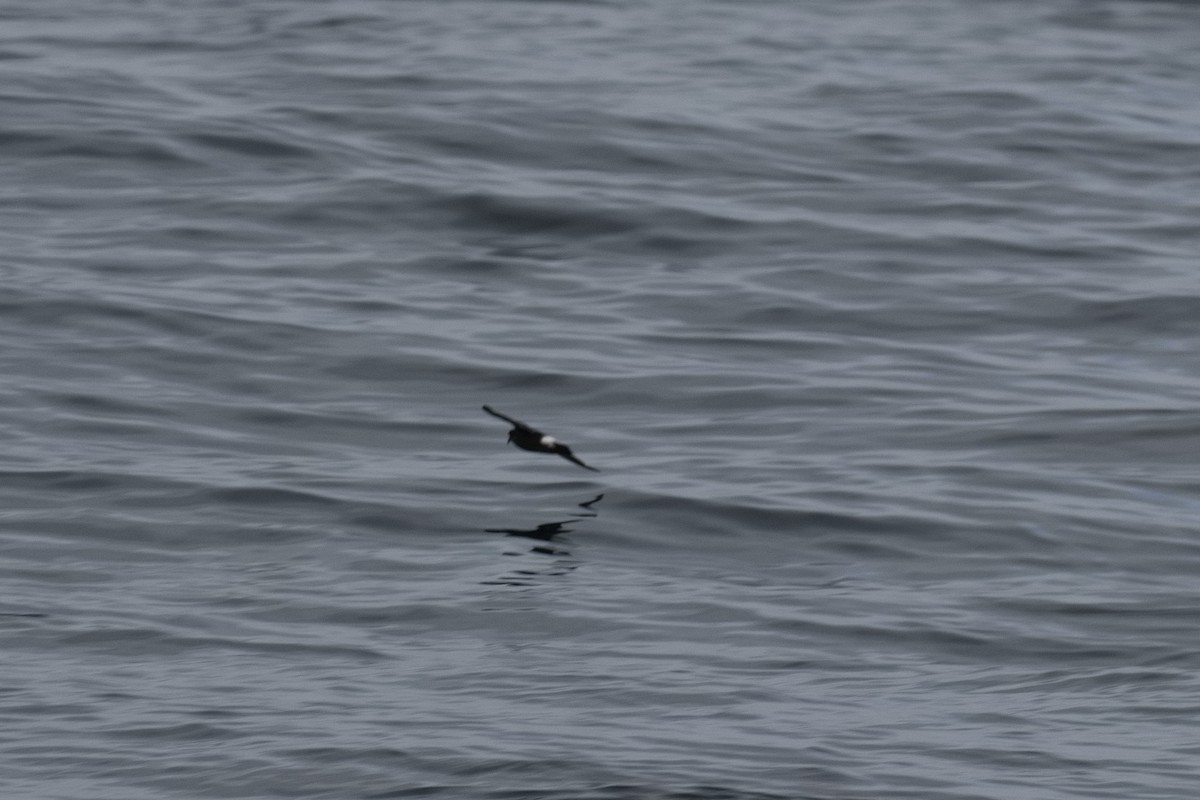 Océanite tempête - ML643586168