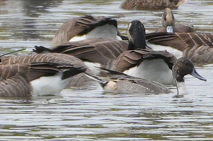 Northern Pintail - ML643586171