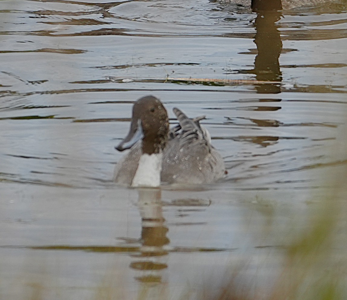 Northern Pintail - ML643586172