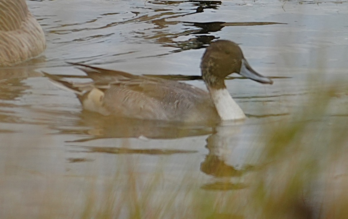 Northern Pintail - ML643586173