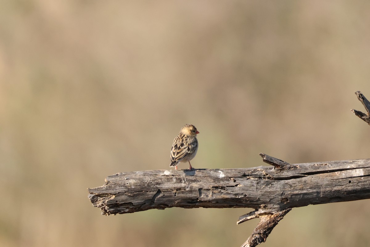 Shaft-tailed Whydah - ML643586198