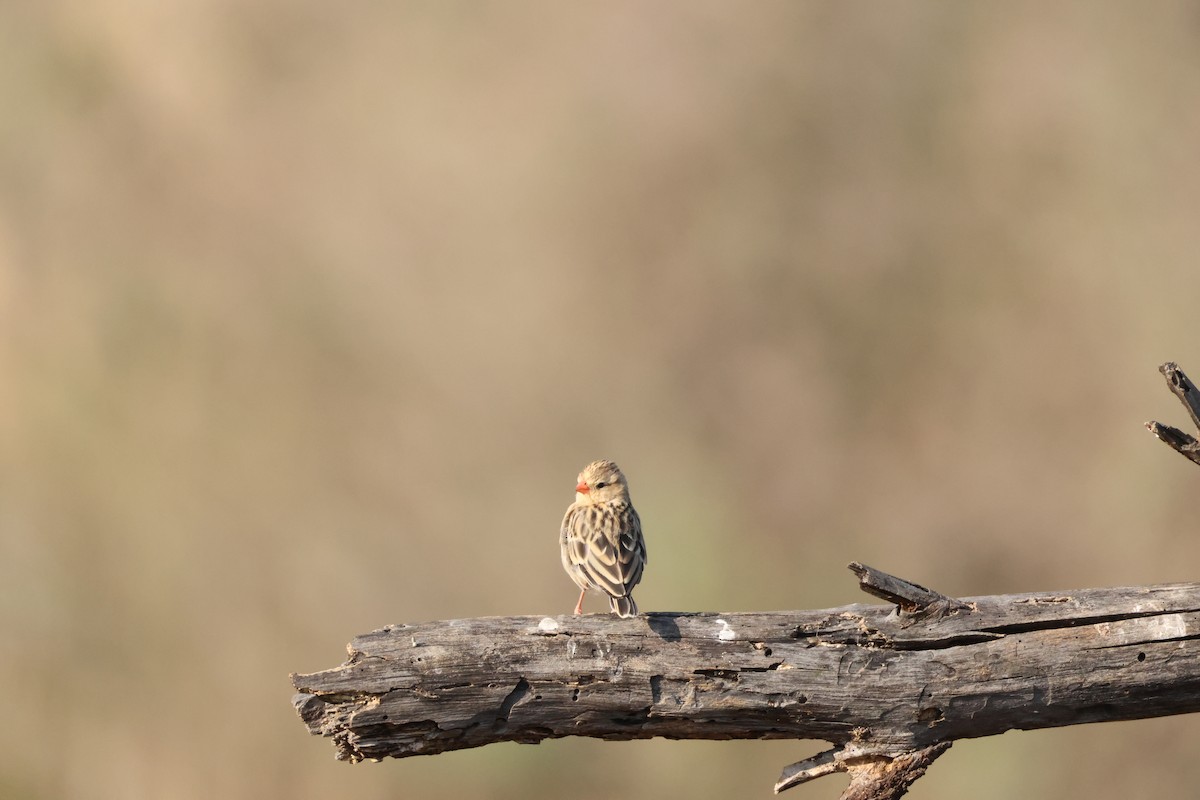 Shaft-tailed Whydah - ML643586199