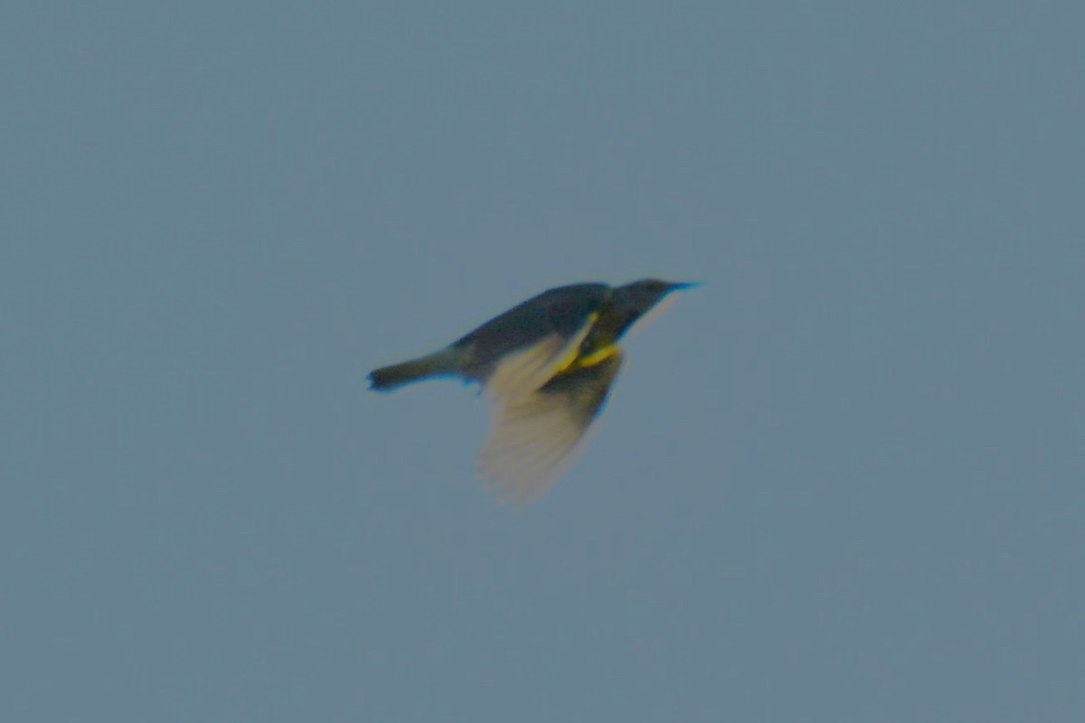 Eastern Meadowlark - ML643586210