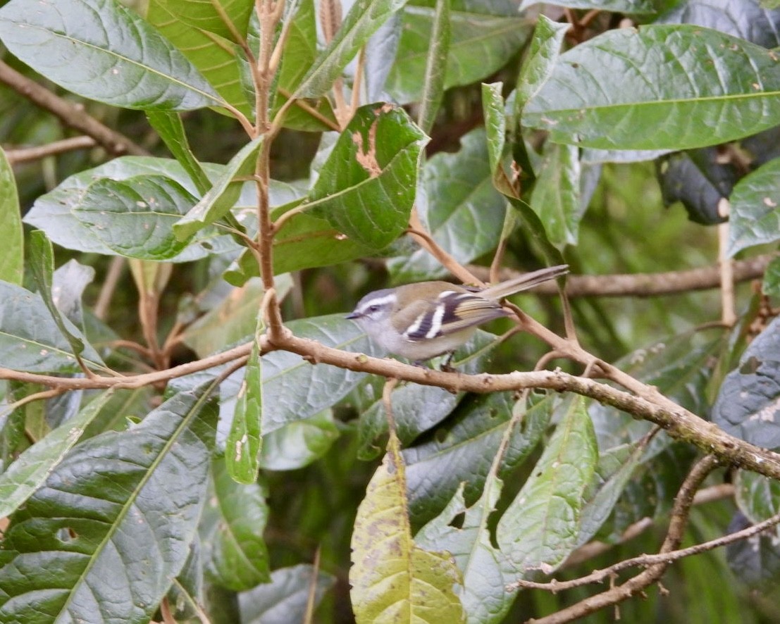White-banded Tyrannulet - ML643586222