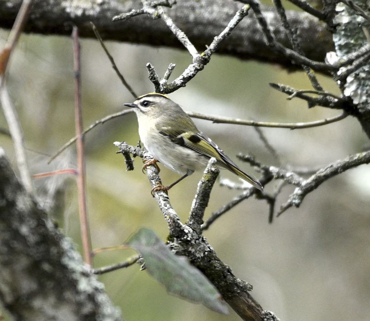 Golden-crowned Kinglet - ML643586232