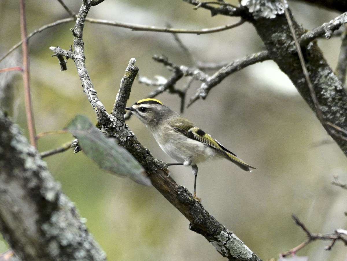 Golden-crowned Kinglet - ML643586234