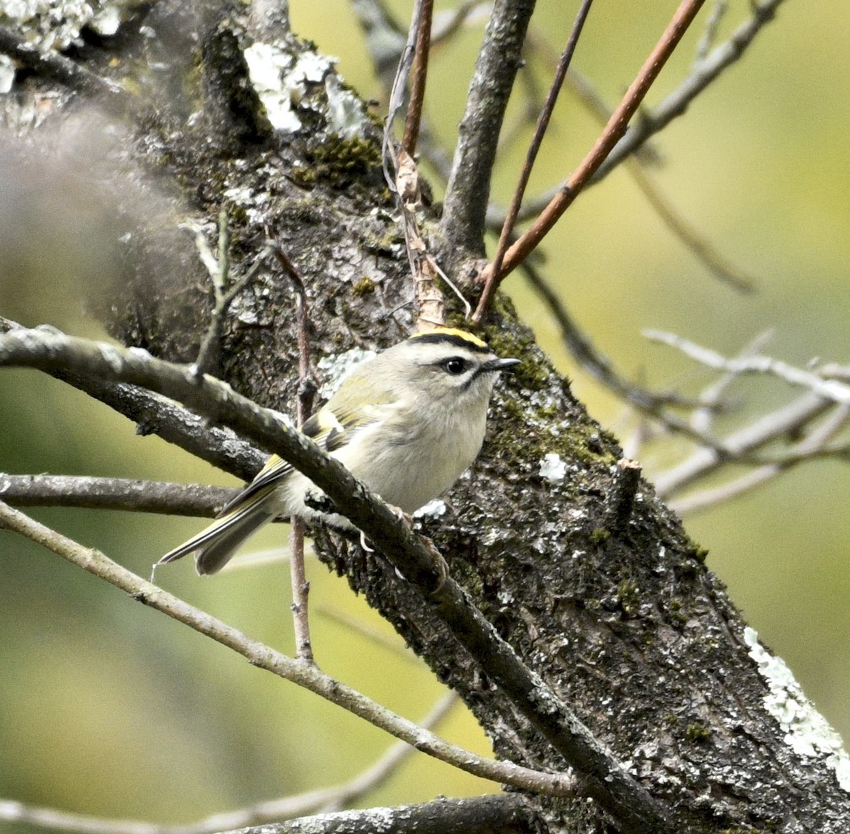 Golden-crowned Kinglet - ML643586239