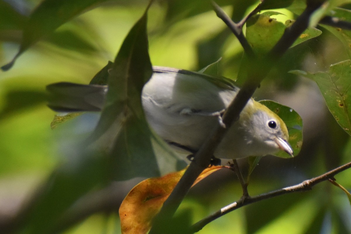 Chestnut-sided Warbler - ML643586240