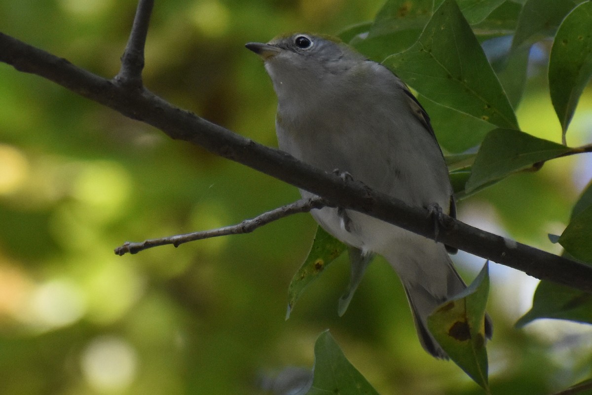 Chestnut-sided Warbler - ML643586241