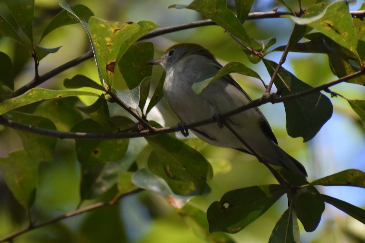 Chestnut-sided Warbler - ML643586242