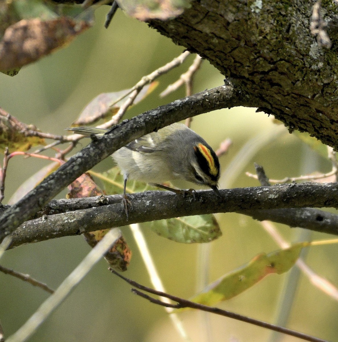 Golden-crowned Kinglet - ML643586243