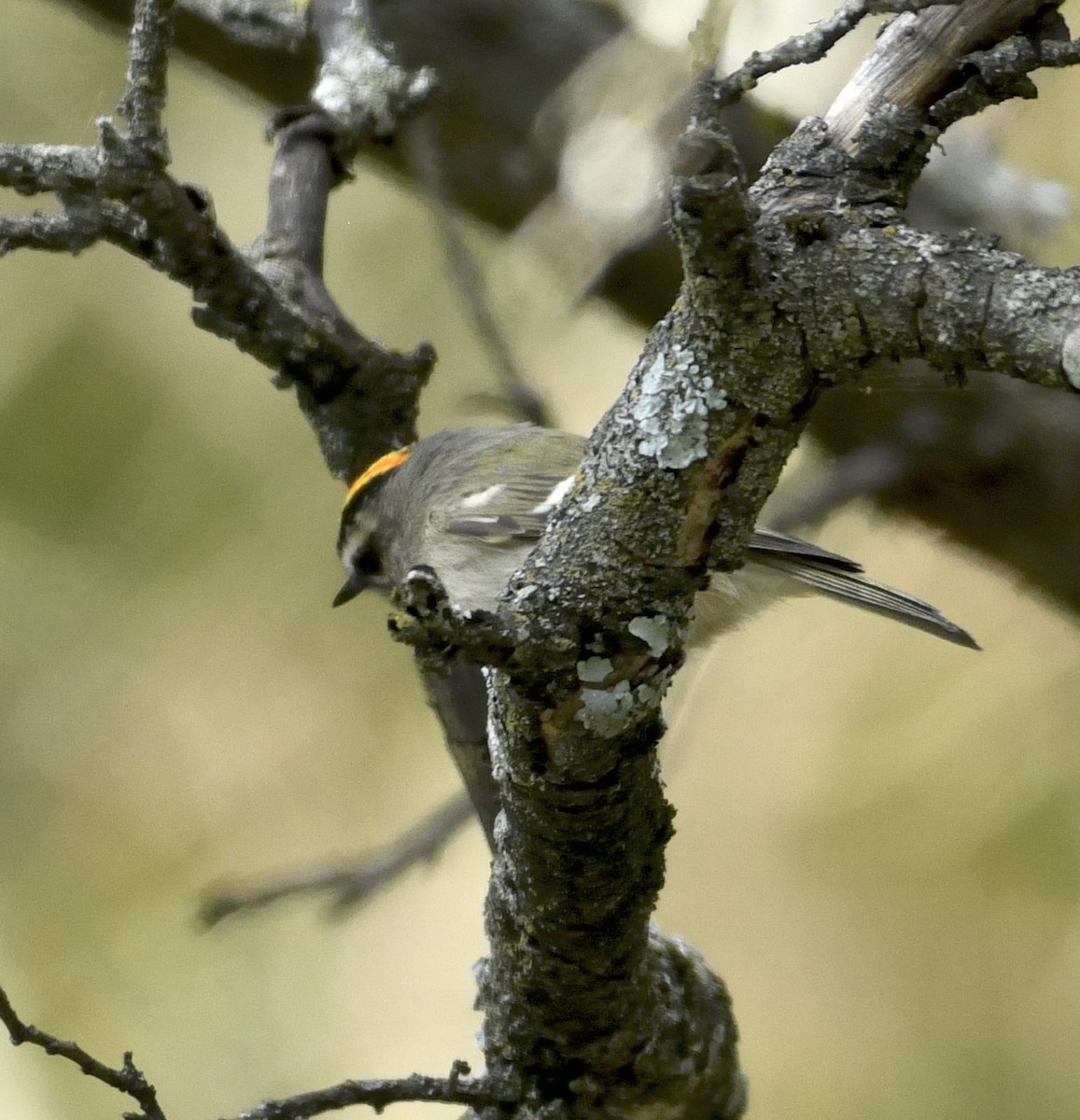 Golden-crowned Kinglet - ML643586247