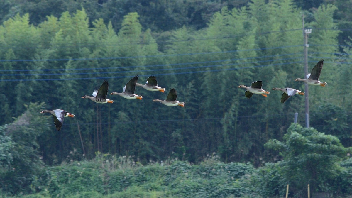 マガン - ML643586248