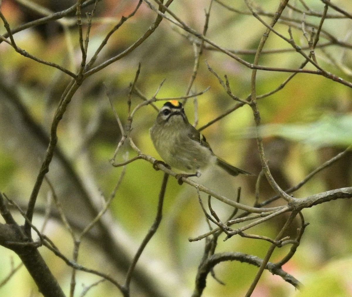 Golden-crowned Kinglet - ML643586254