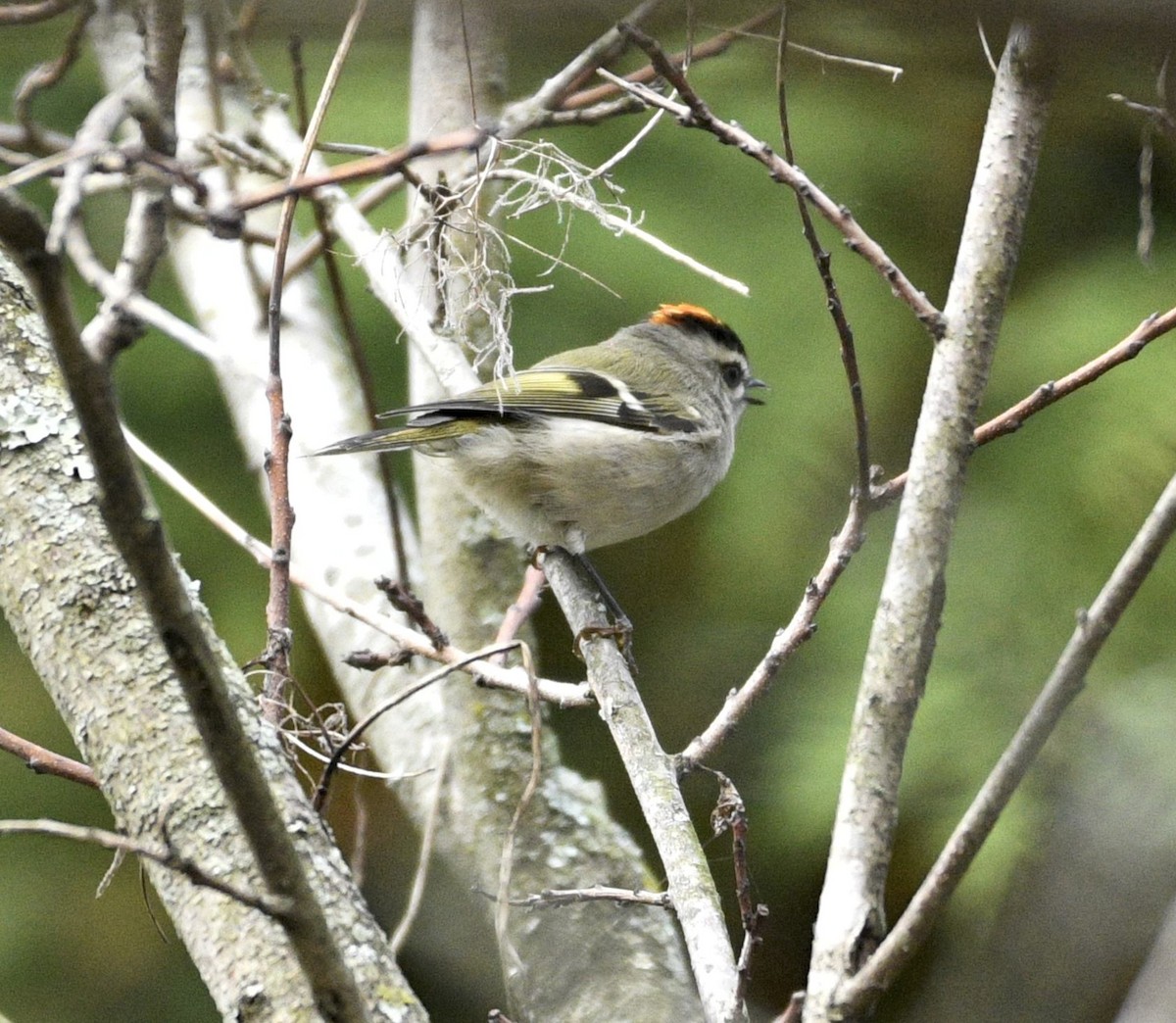 Golden-crowned Kinglet - ML643586259