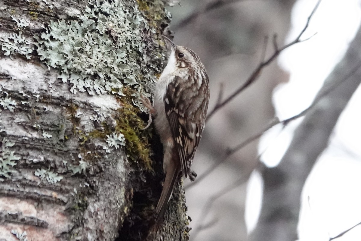 Brown Creeper - ML643586262
