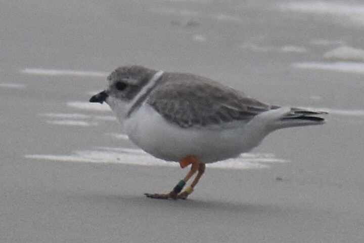 Piping Plover - ML643586266