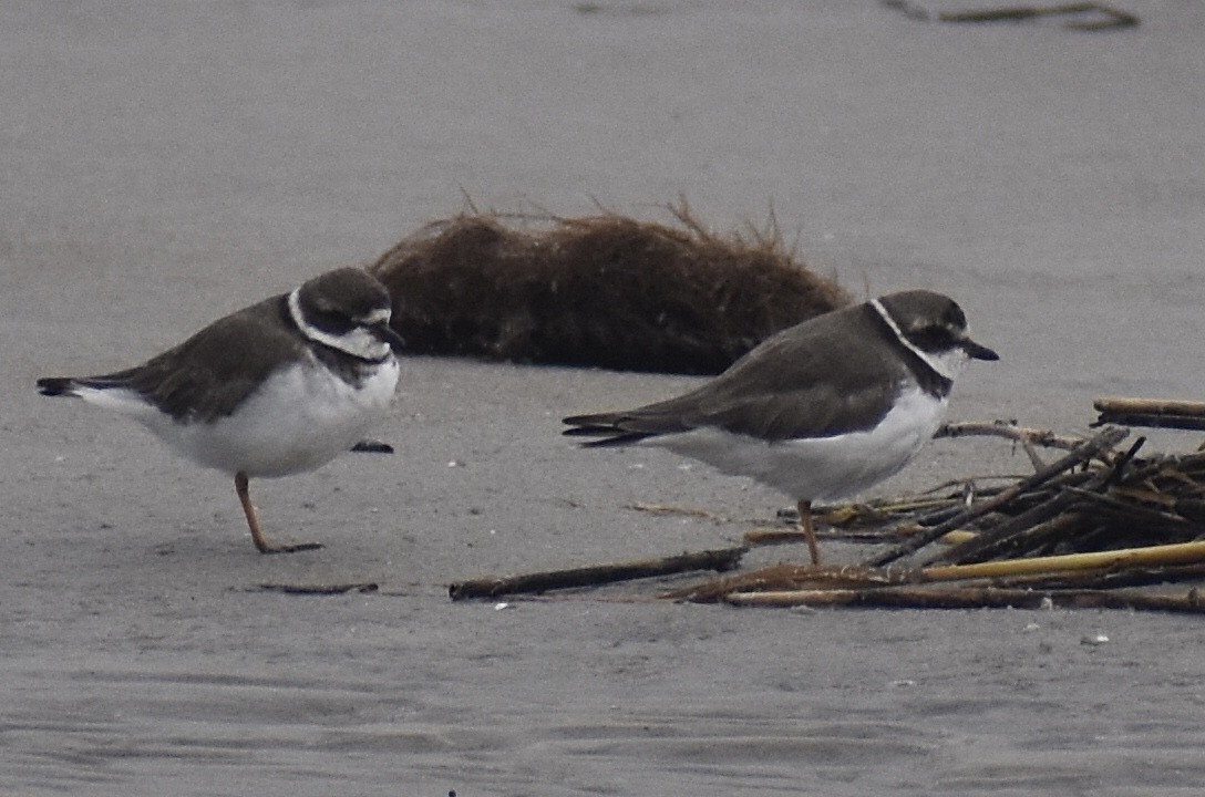 Semipalmated Plover - ML643586279